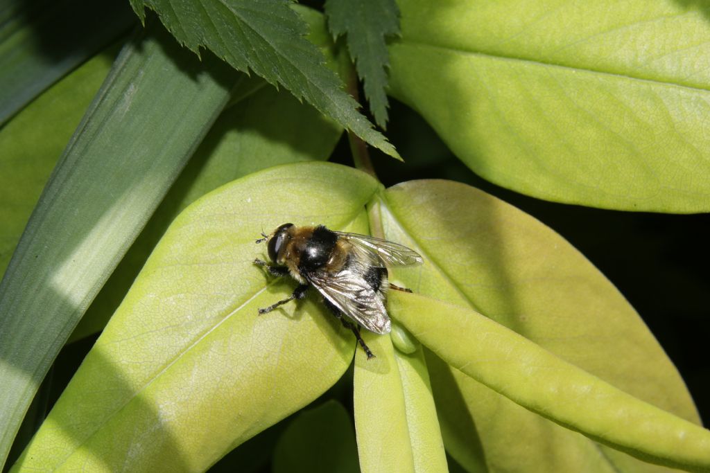 Sirfide da identificare: Merodon equestris femmina